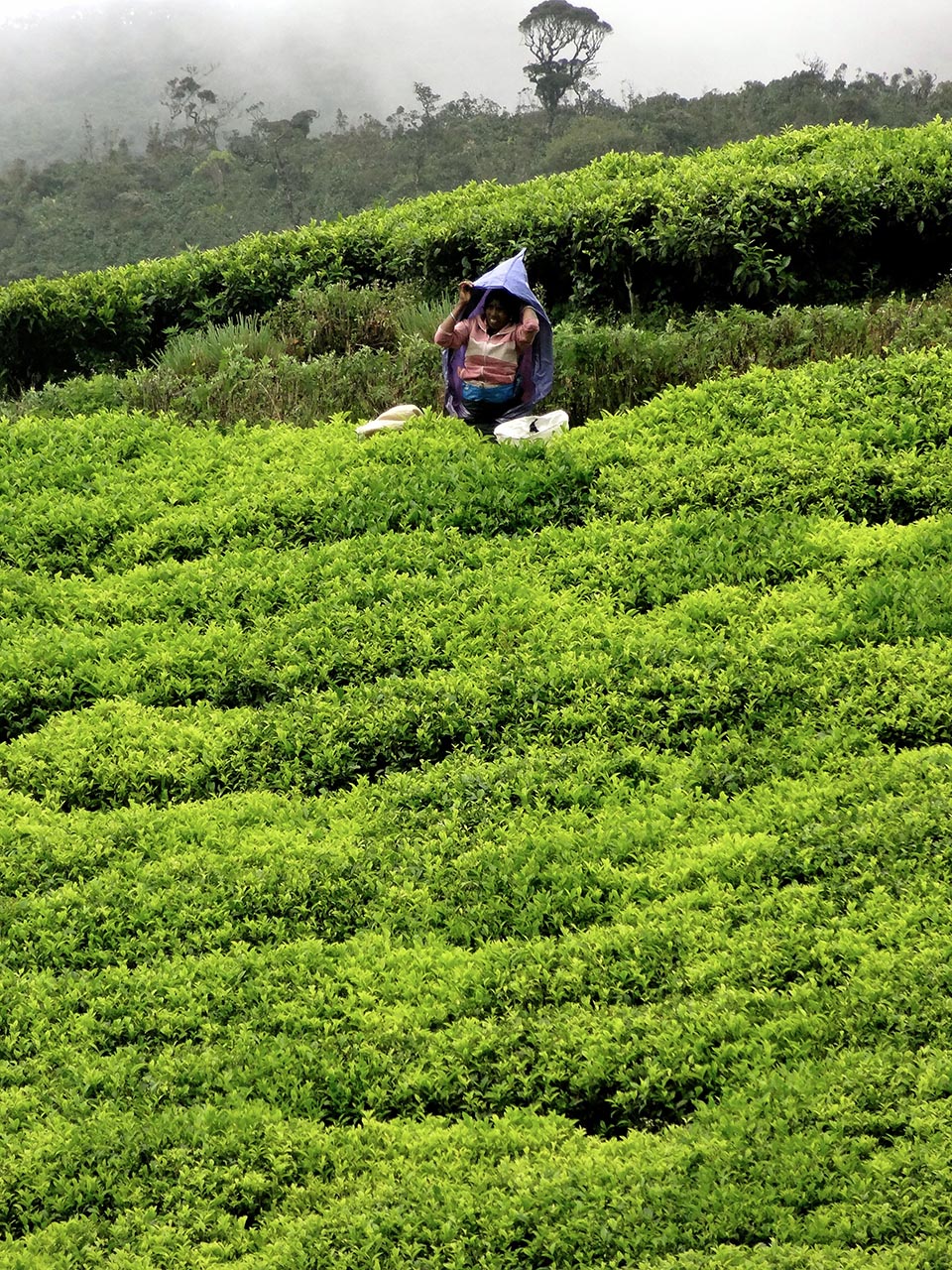 plantation_de_the_nuwara_eliya