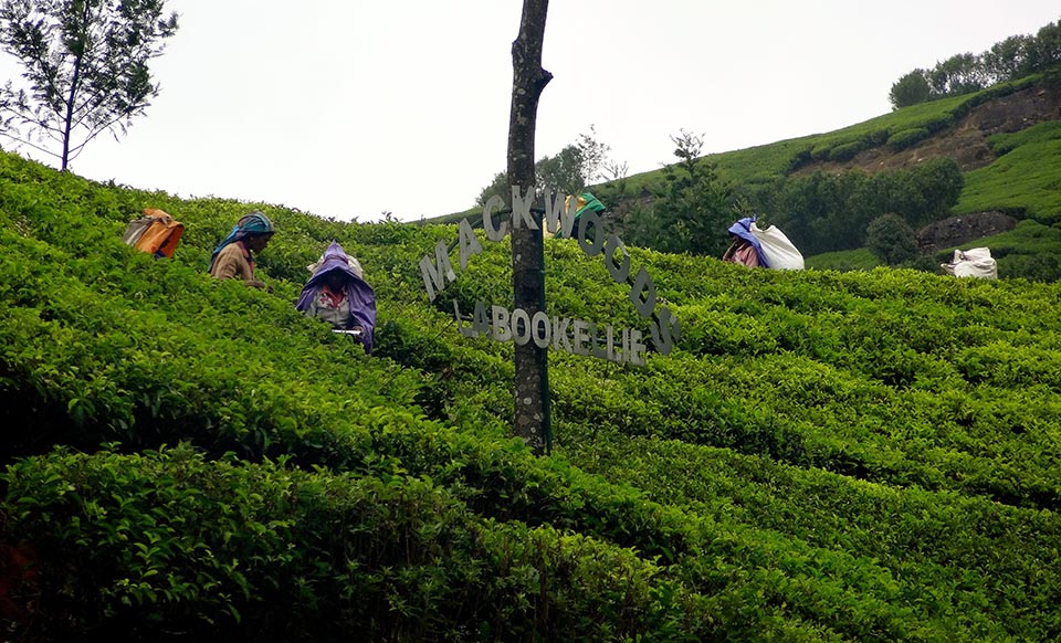 plantation_de_the_nuwara_eliya