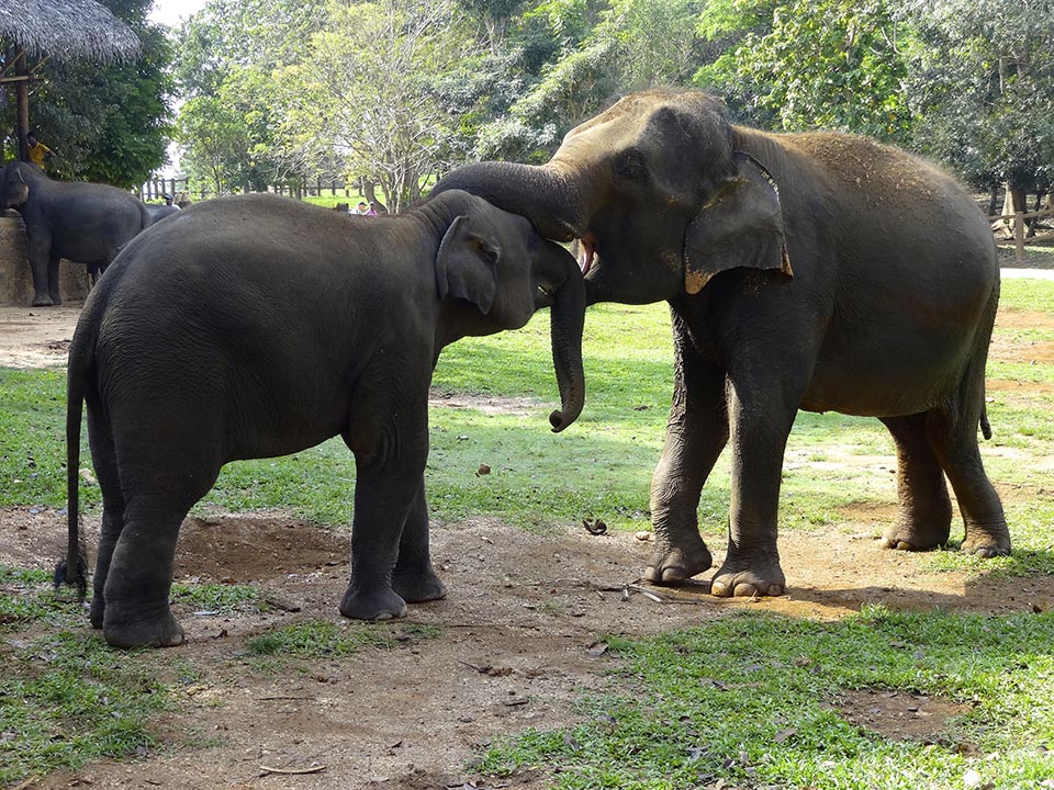 elephants pinnawala