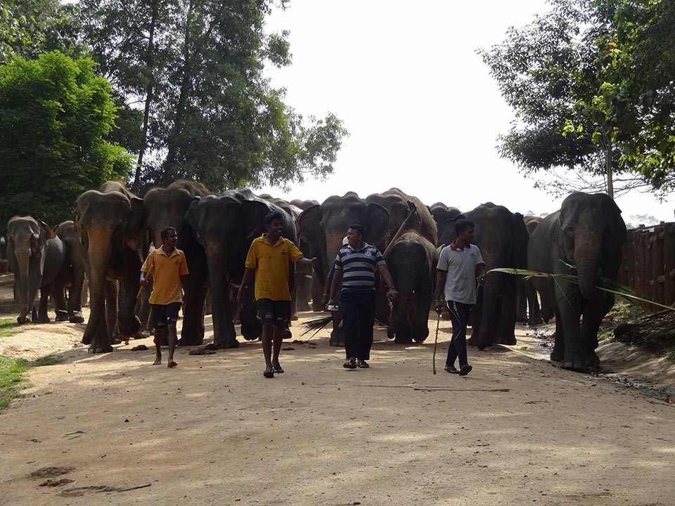 elephants pinnawala