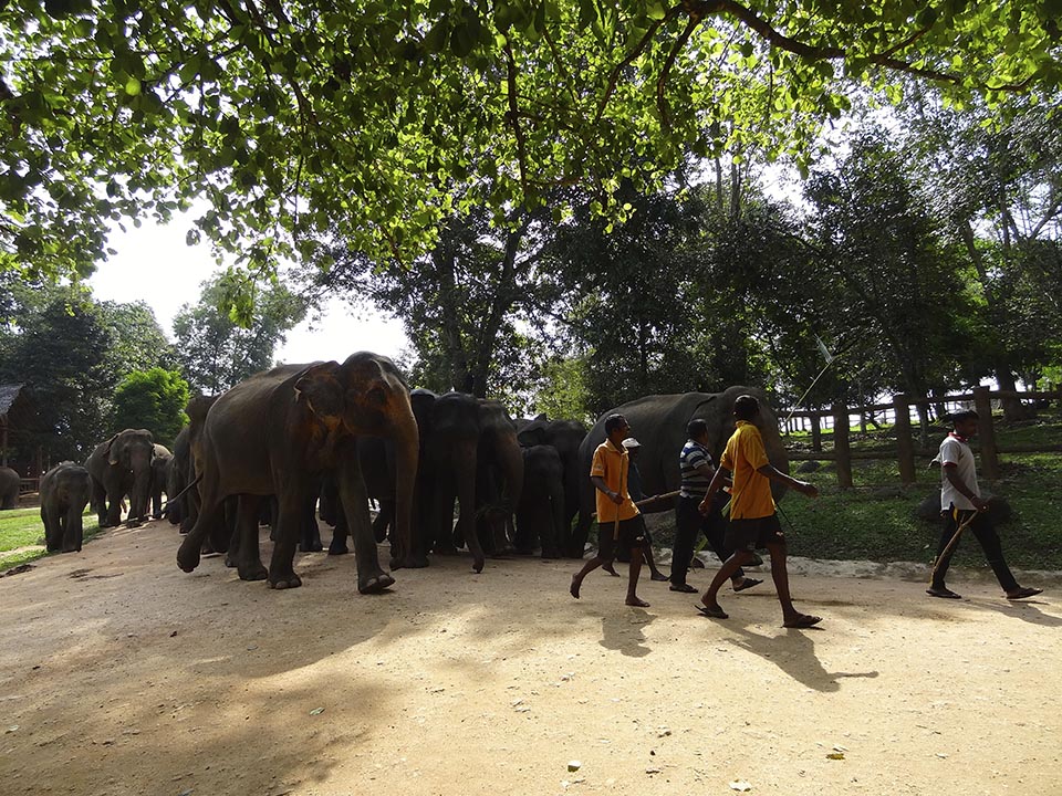 elephants pinnawala