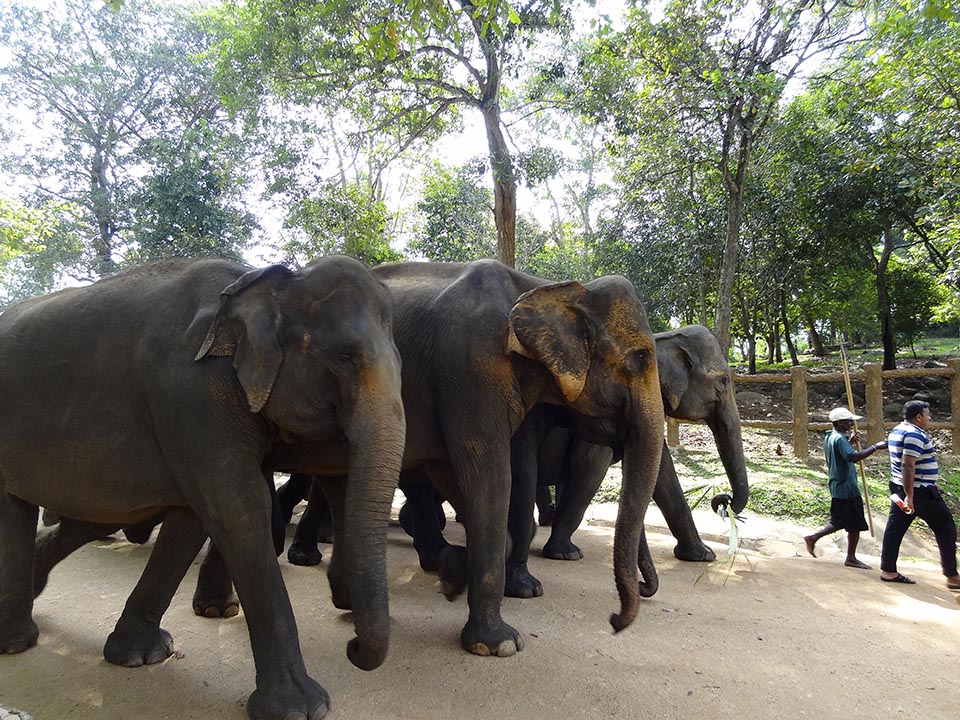 elephants de pinnawala