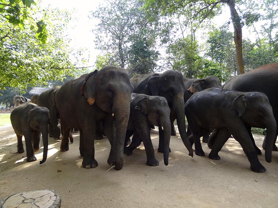elephants pinnawala
