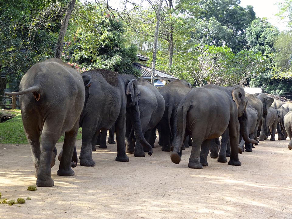 elephants pinnawala