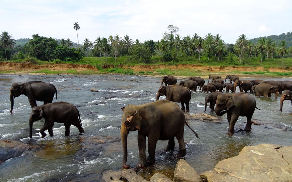 elephants pinnawala