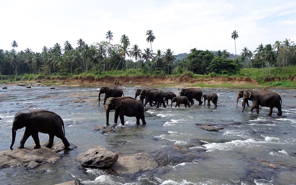 elephants pinnawala