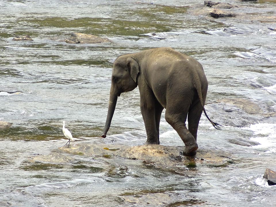 elephants de pinnawala