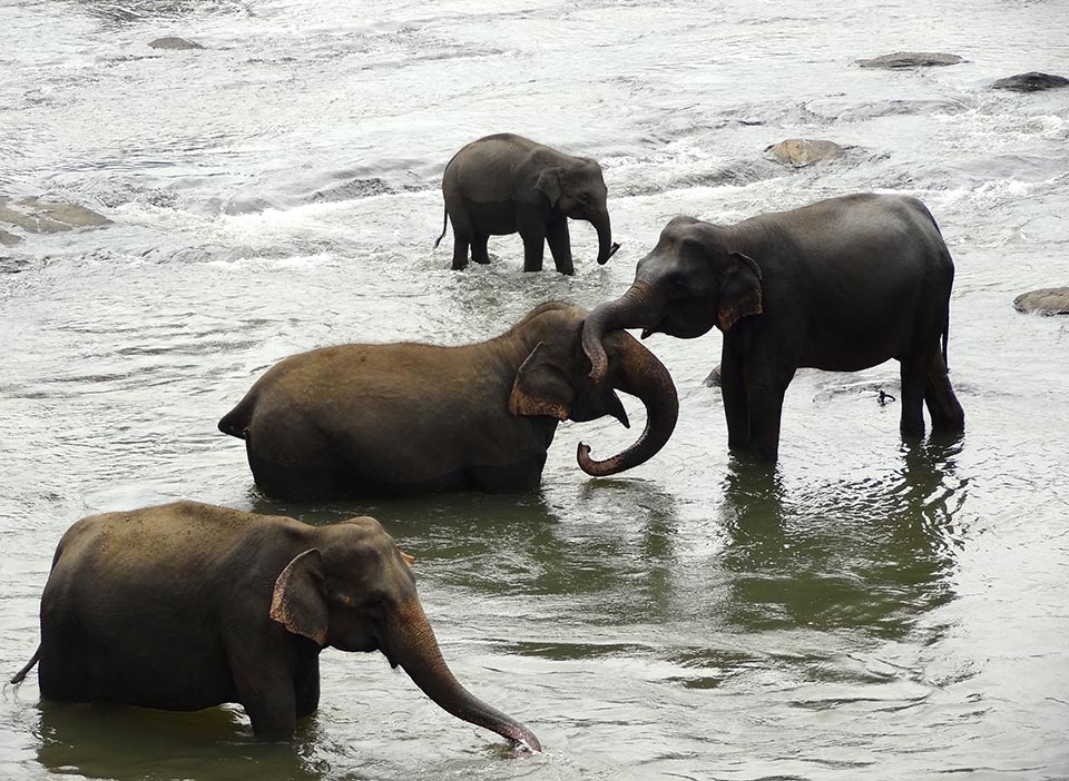 elephants pinnawala