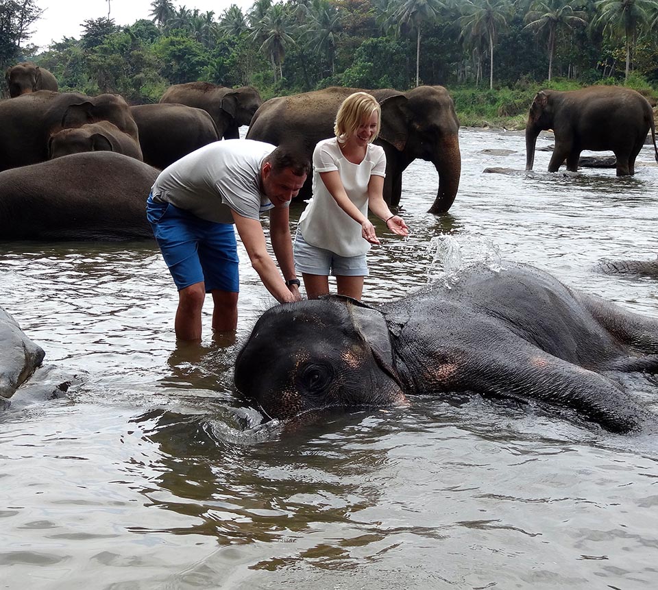 elephants de pinnawala
