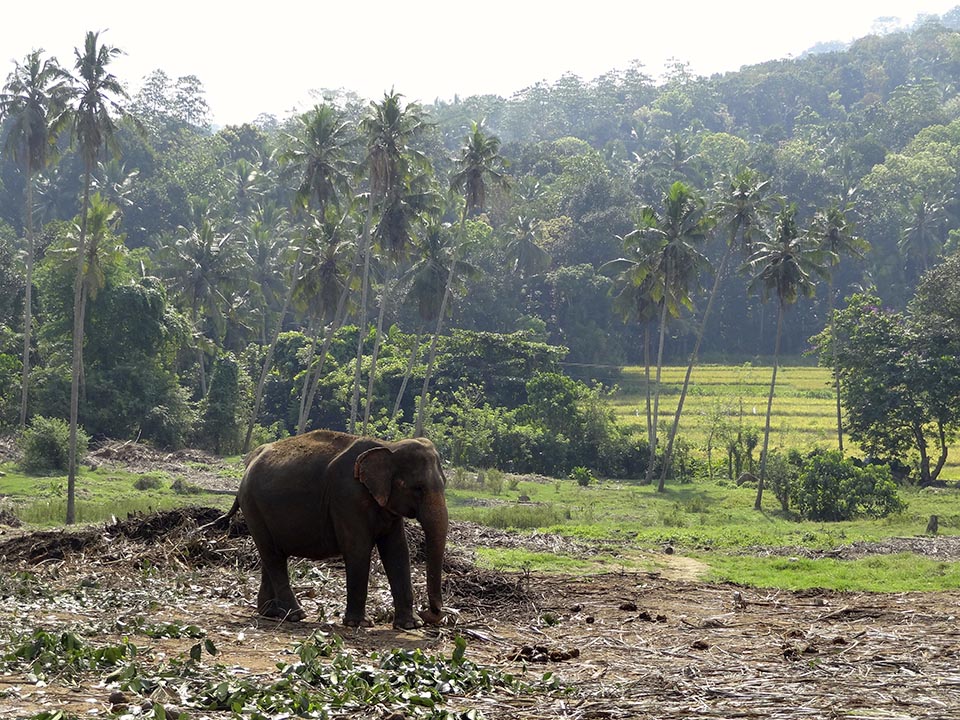 elephants pinnawala