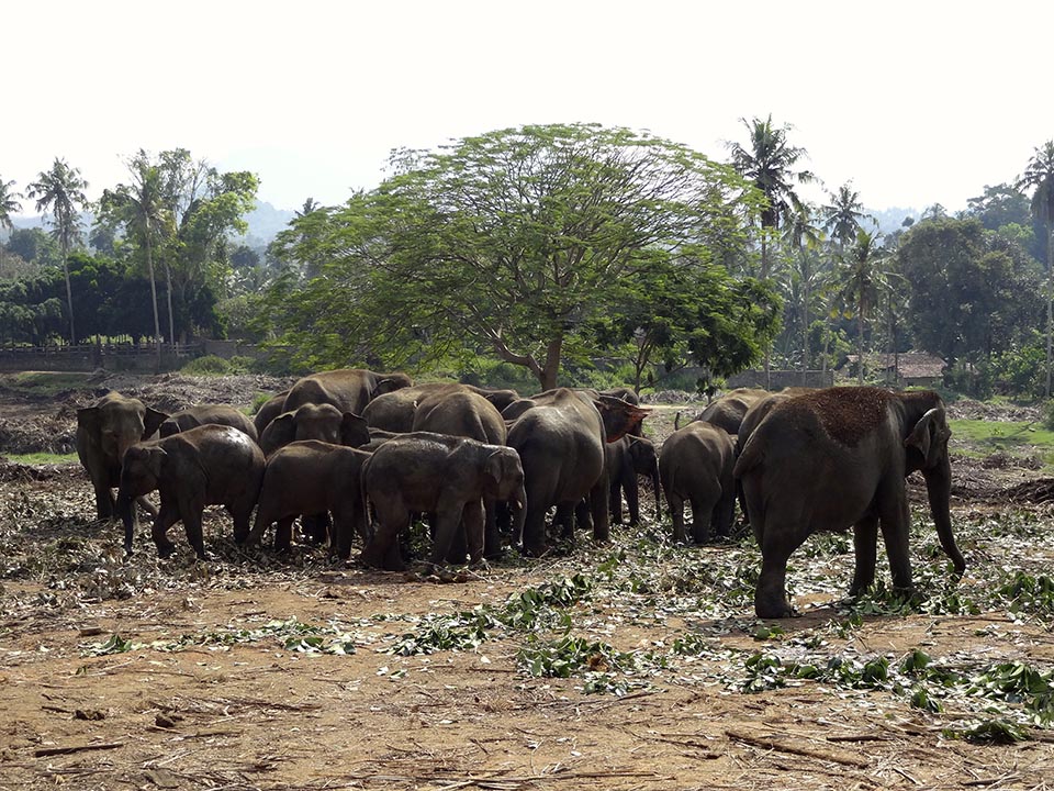 elephants pinnawala