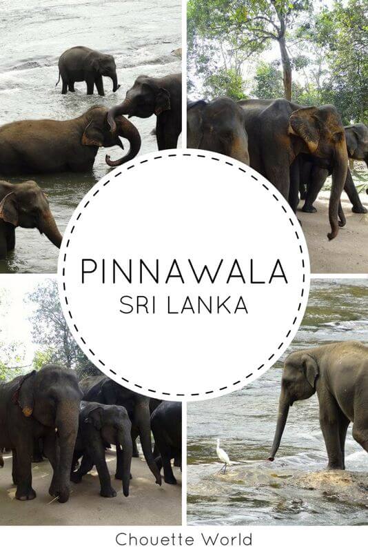 Pinnawala Elephant Orphanage, Sri Lanka