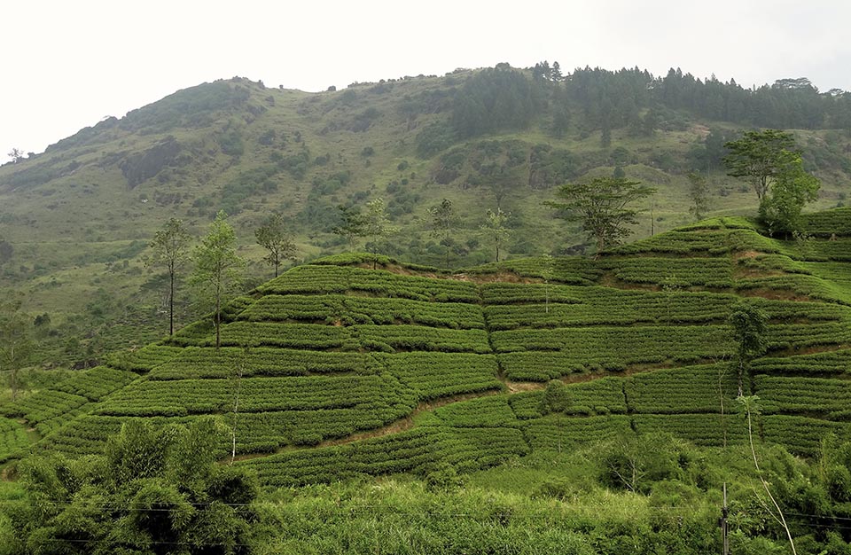 plantation_de_the_nuwara_eliya