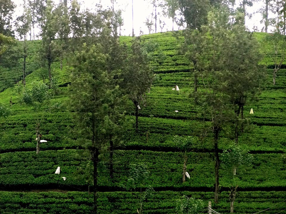 plantation_de_the_nuwara_eliya