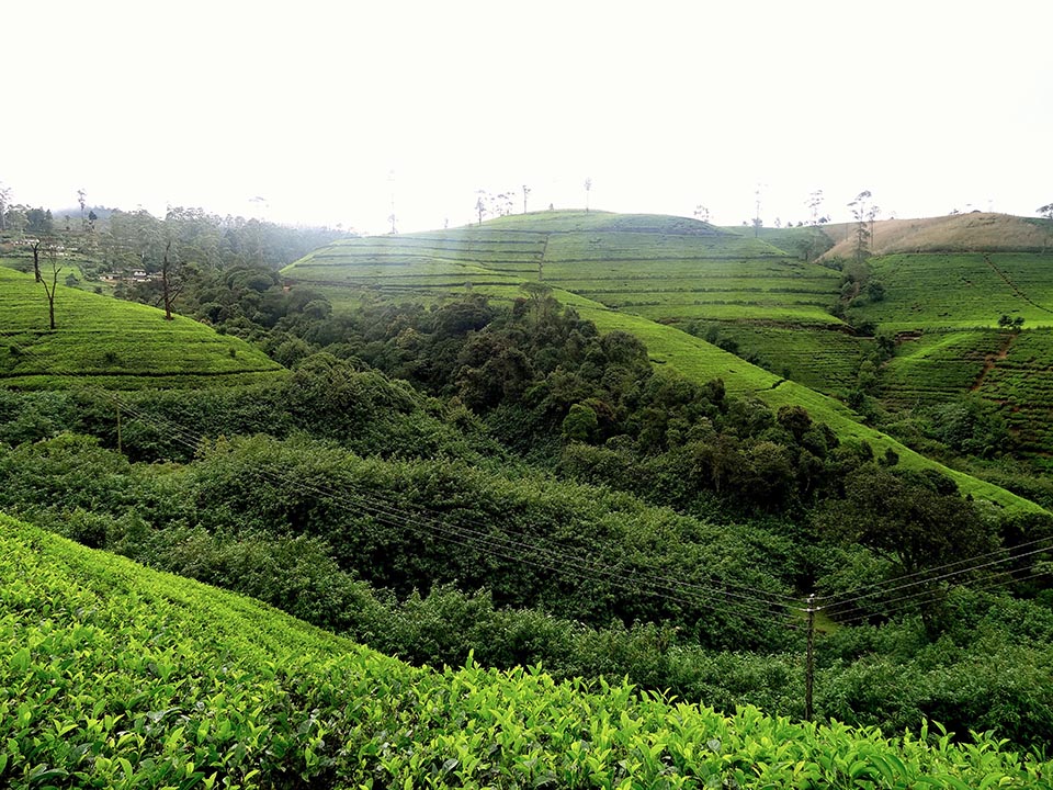 plantation_de_the_nuwara_eliya