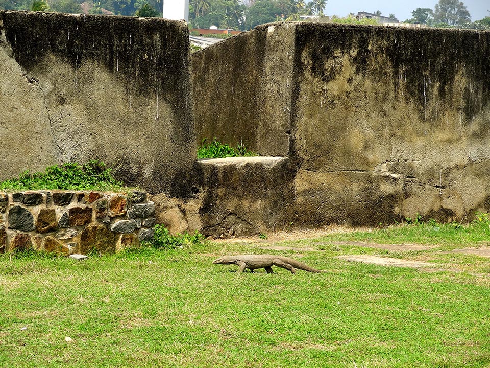 Galle