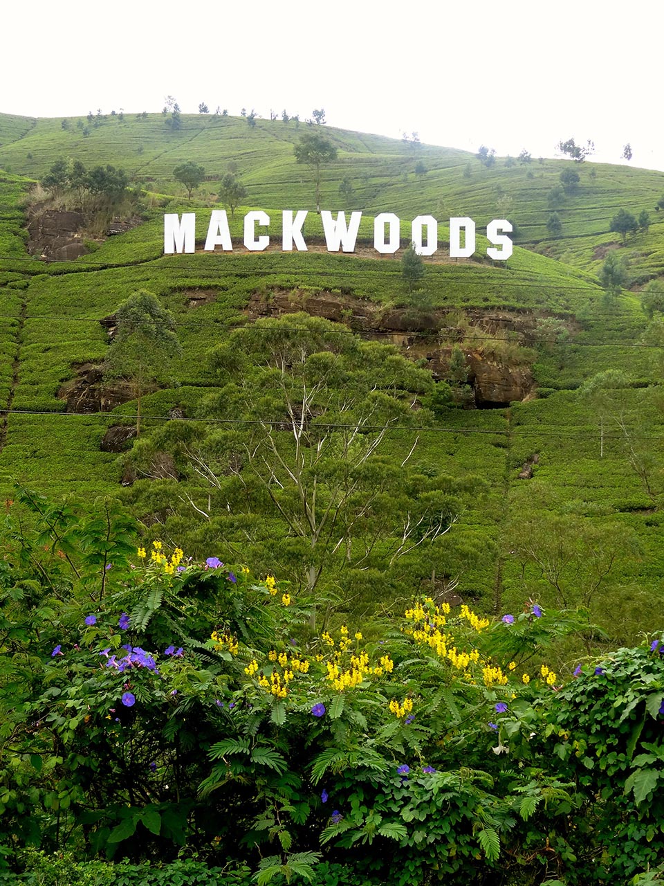 nuwara_eliya