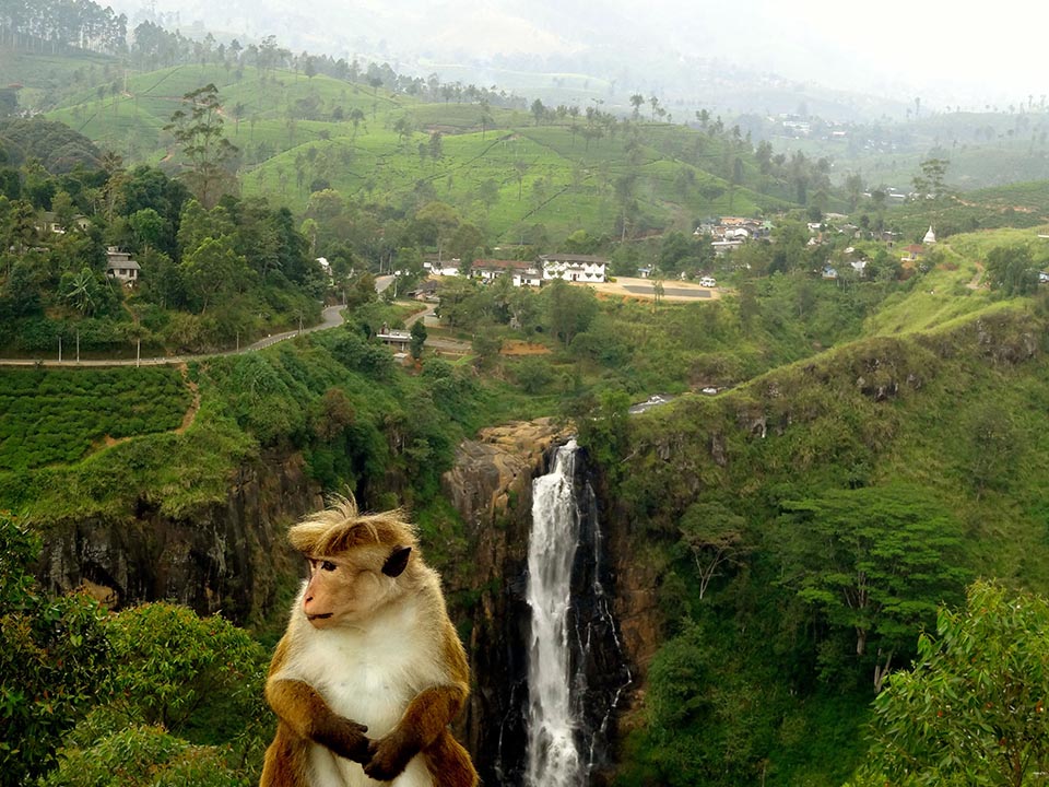 nuwara_eliya