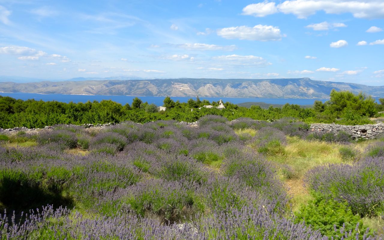 que faire à Hvar