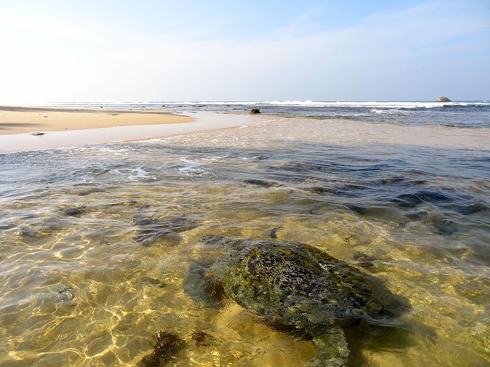 hikkaduwa