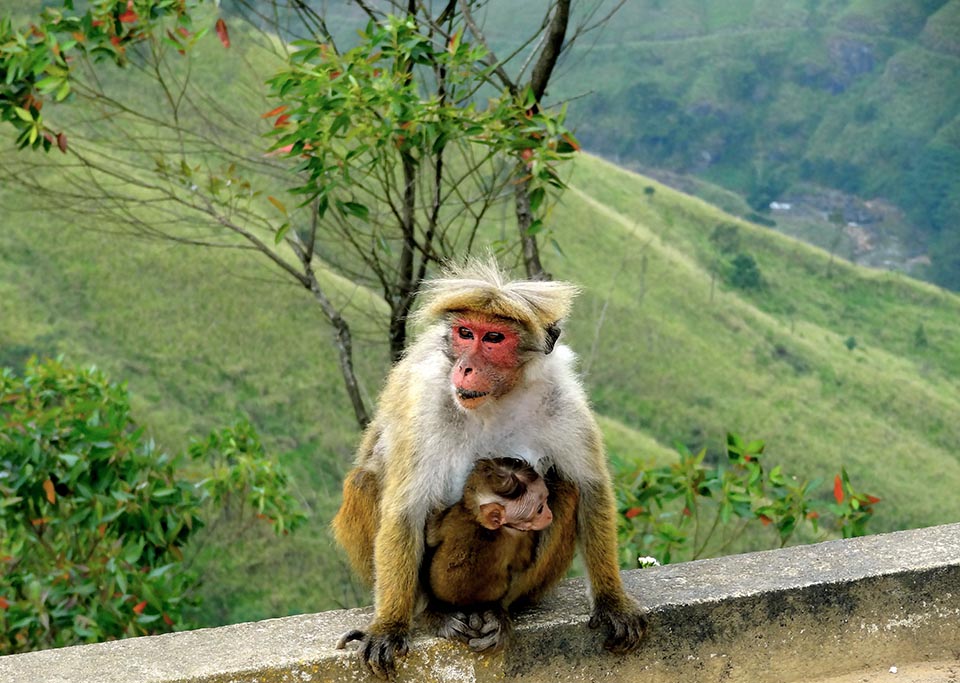 nuwara_eliya