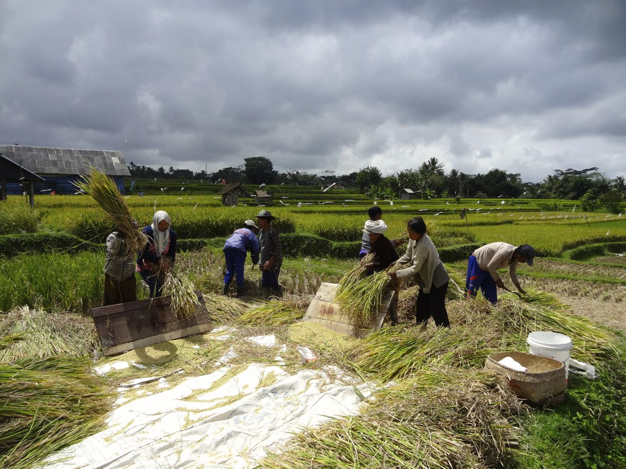rizieres_bali