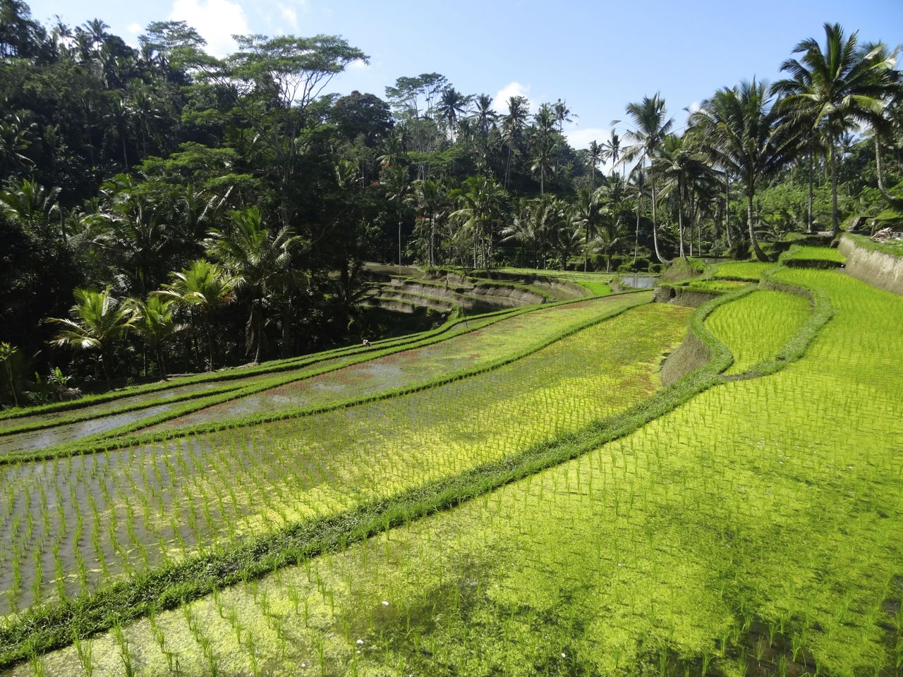 rizieres_bali