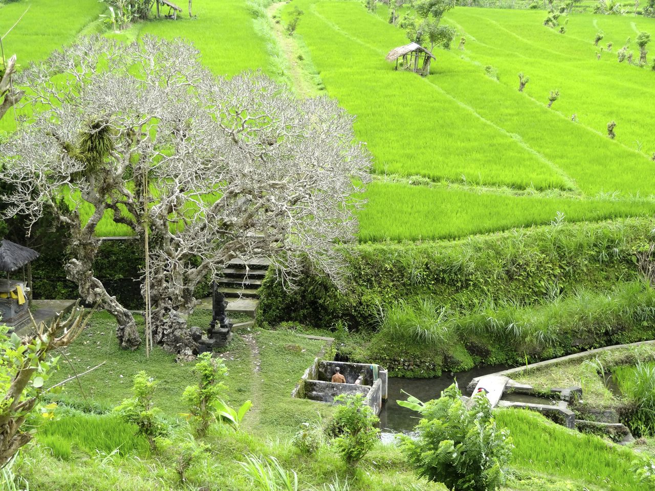 rizieres_bali