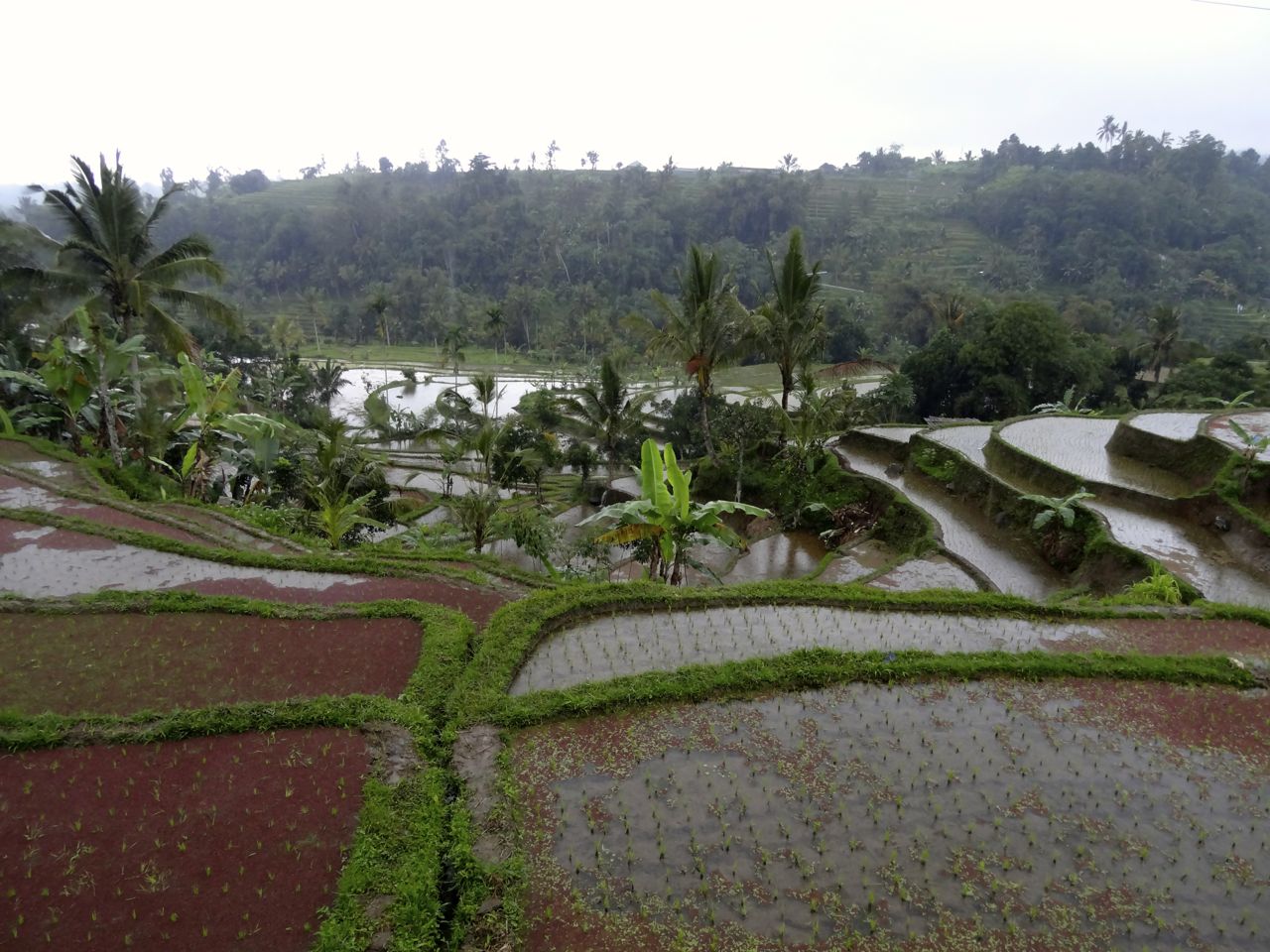 rizieres_bali