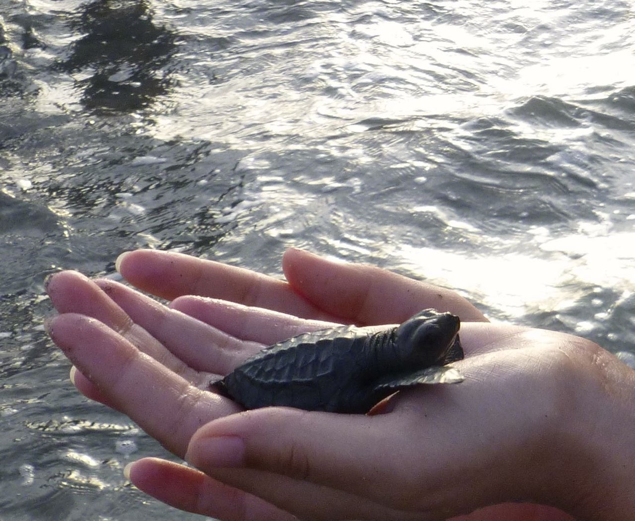 tortues_bali