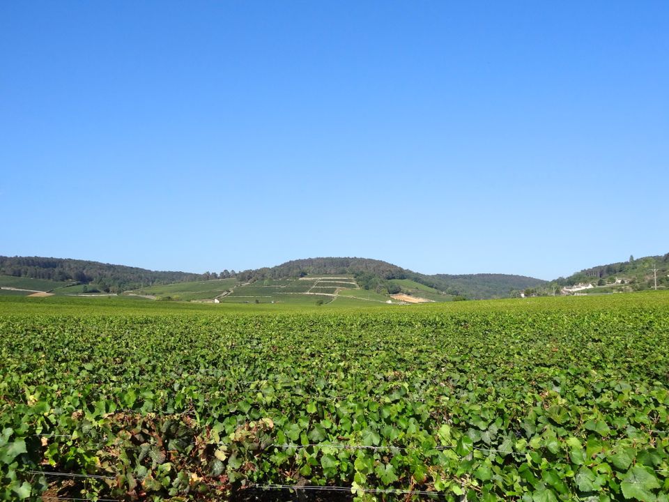fantastic picnic vignes cote d'or