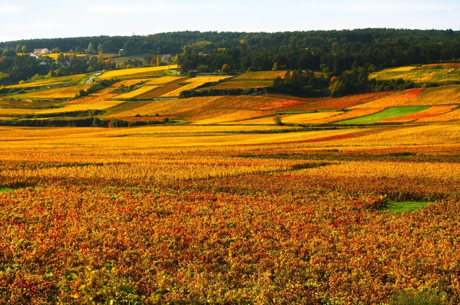 vignoble_beaune