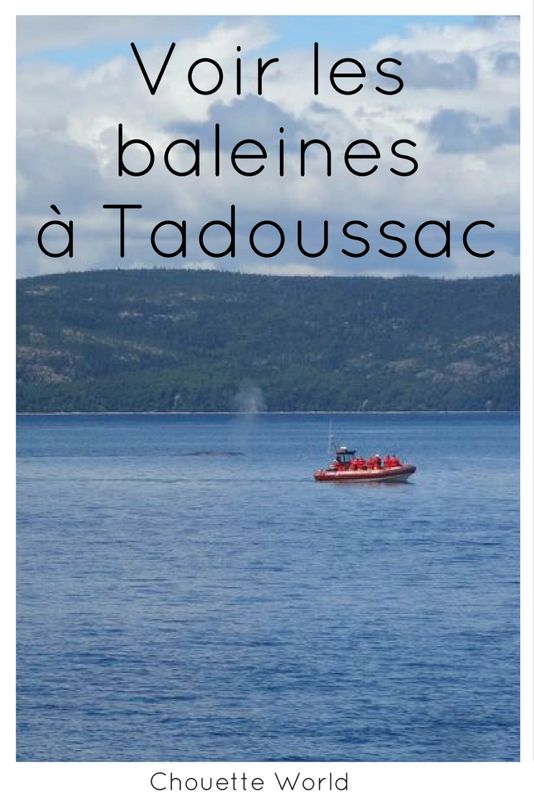 Voir les baleines a Tadoussac : récit et conseils pratiques