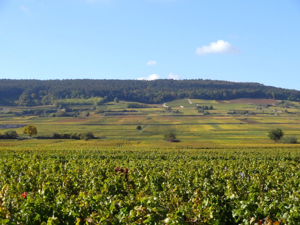 route_des_grands_crus route des grands crus