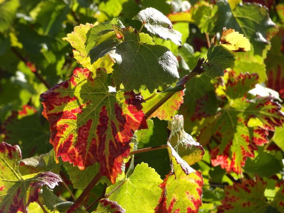 route_des_grands_crus route des grands crus