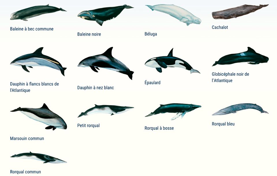 voir les baleines a tadoussac