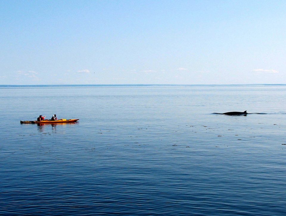 voir les baleines a tadoussac