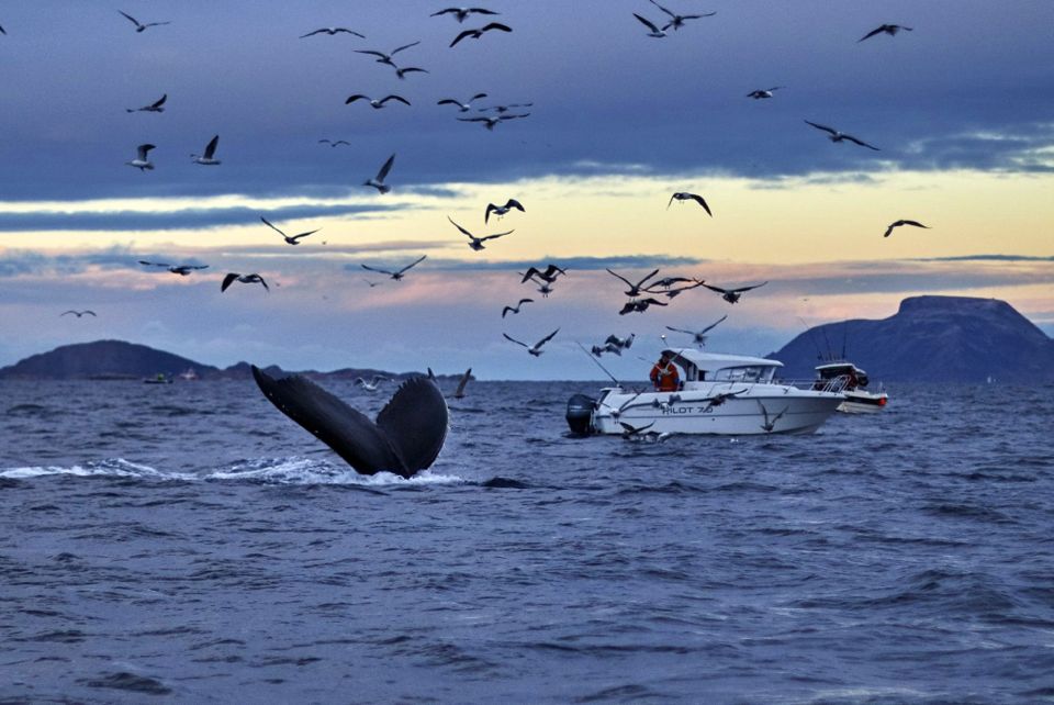 tromso_baleine visiter_tromso_observation_baleines