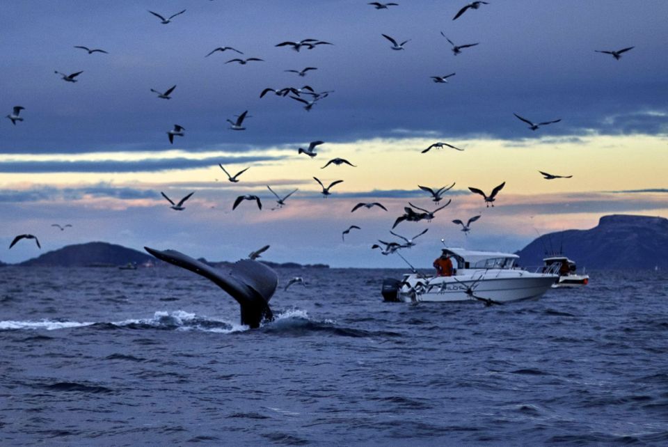 baleines en norvege tromso
