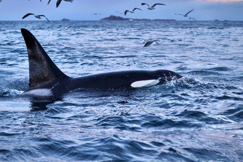 baleines en norvege tromso