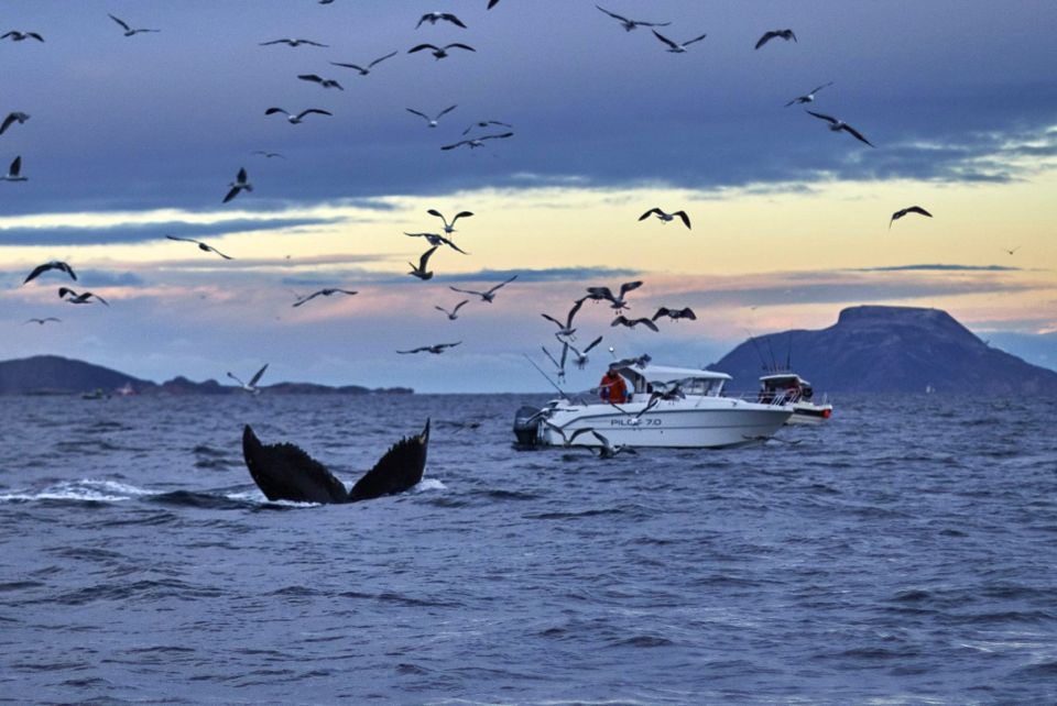 baleines en norvege tromso