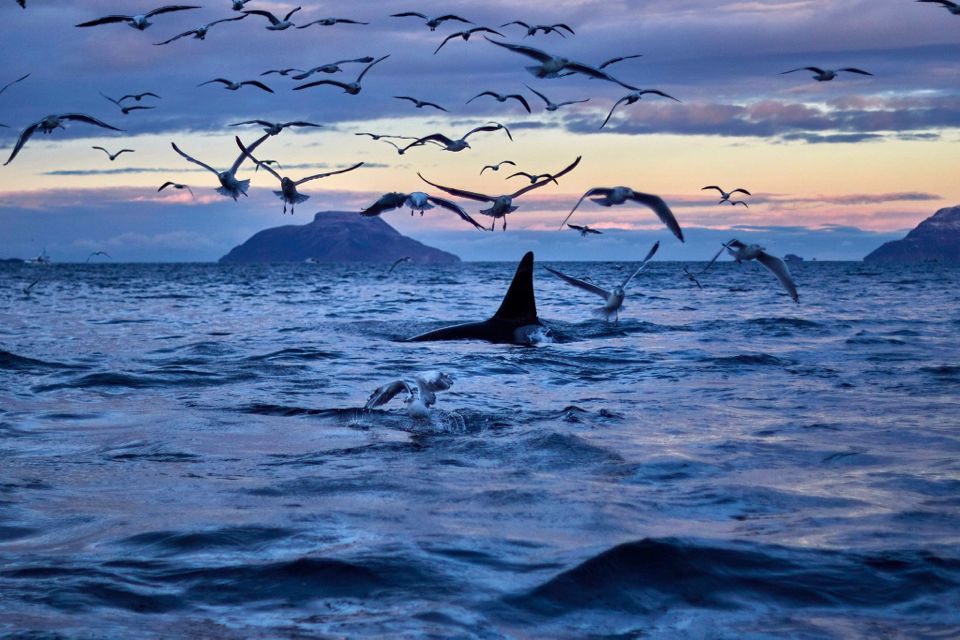 baleines en Norvege tromso