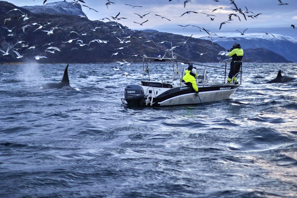 baleines en norvege tromso