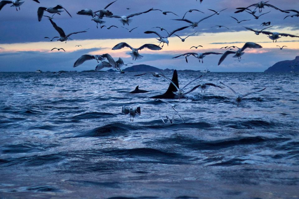 baleines en norvege tromso
