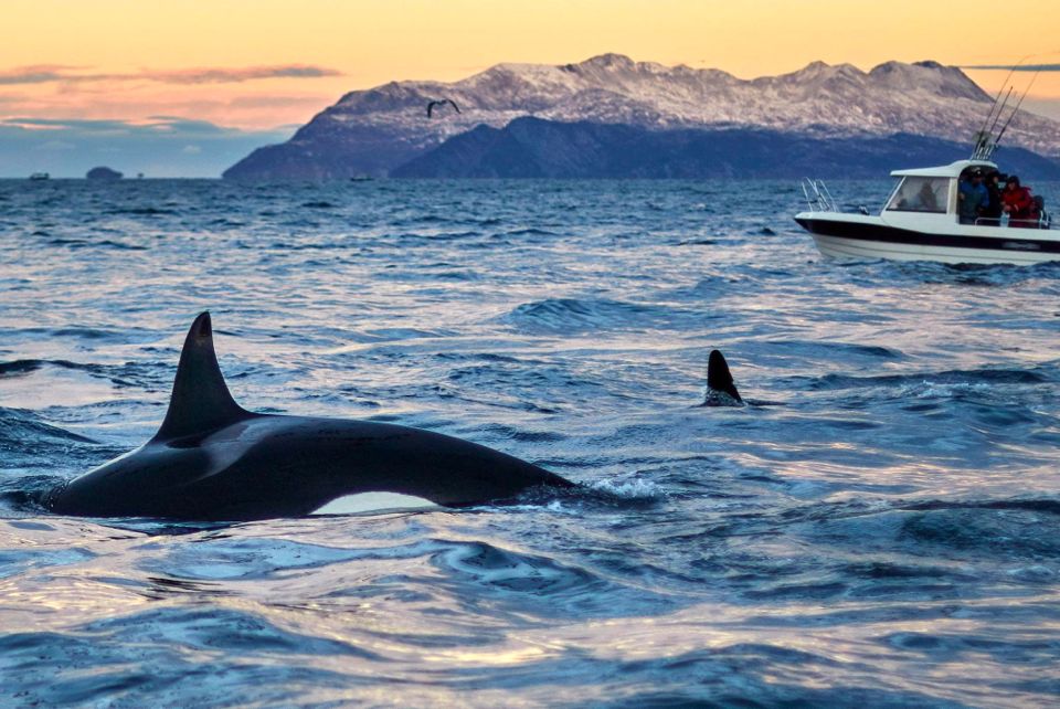 baleines en norvege tromso