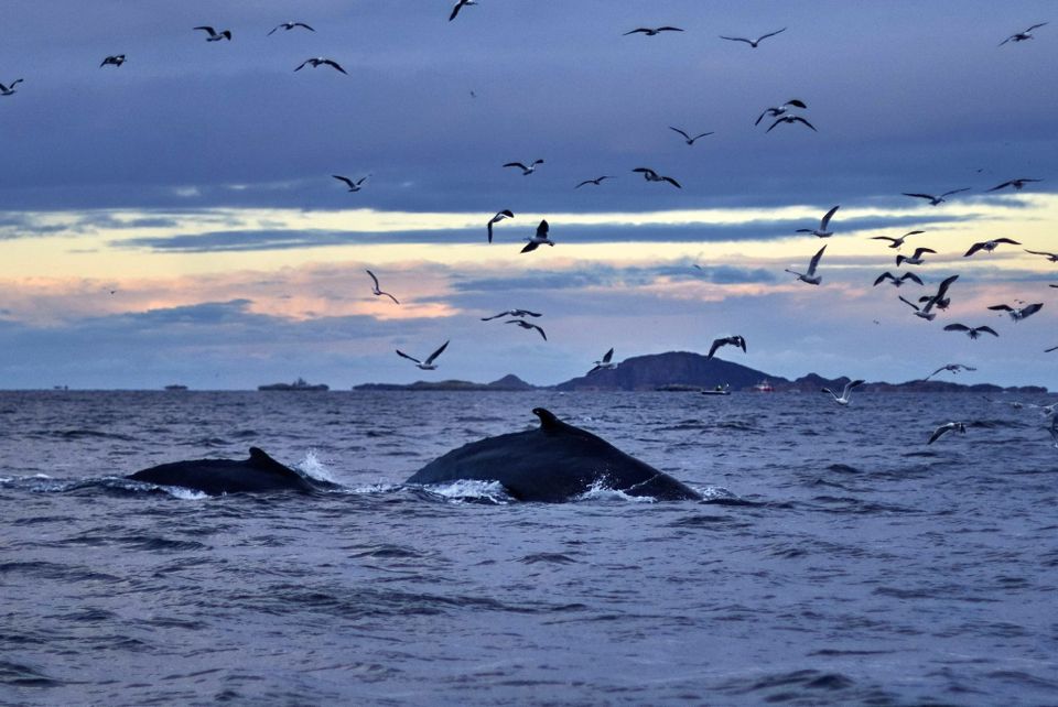 baleines en norvege tromso