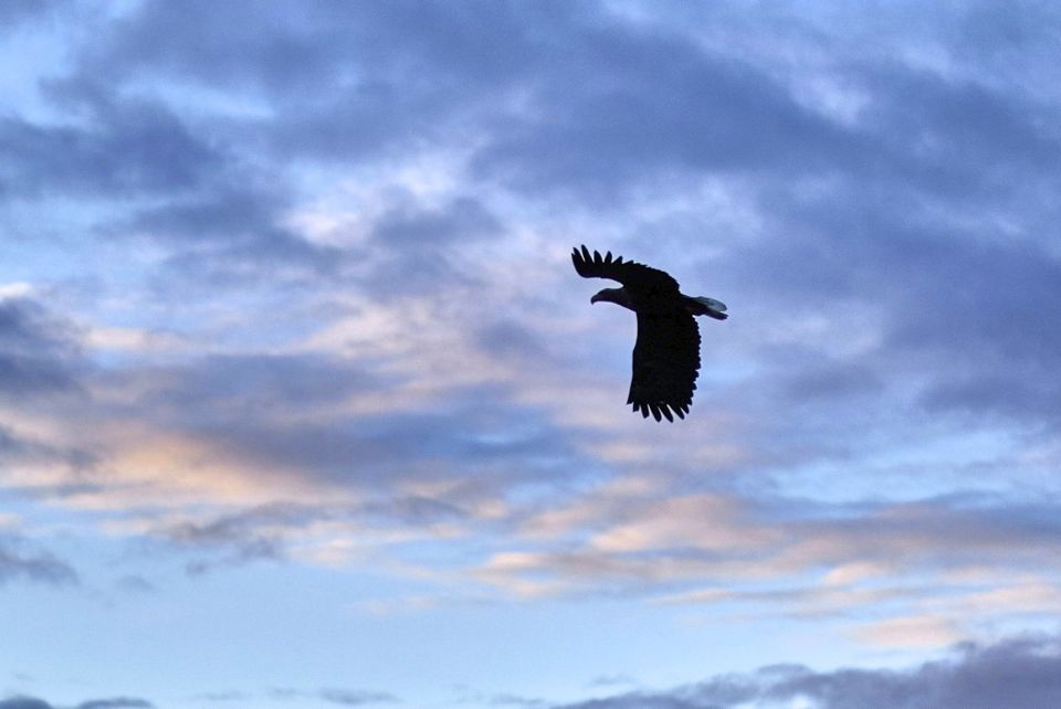 aigle tromso norvege