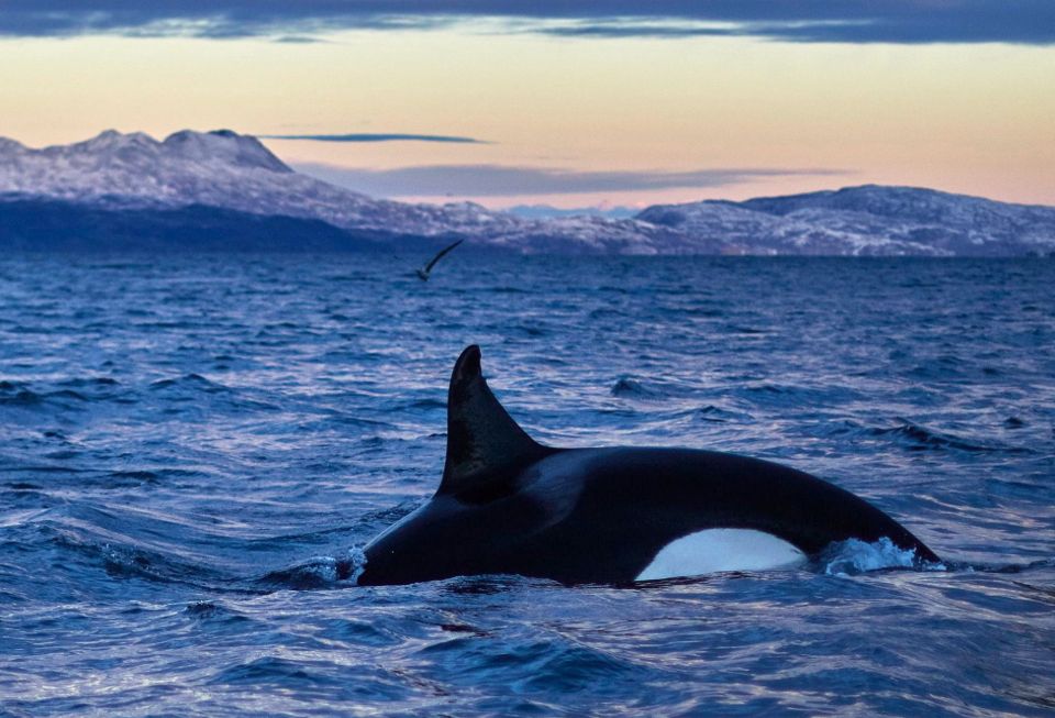 baleines en norvege tromso