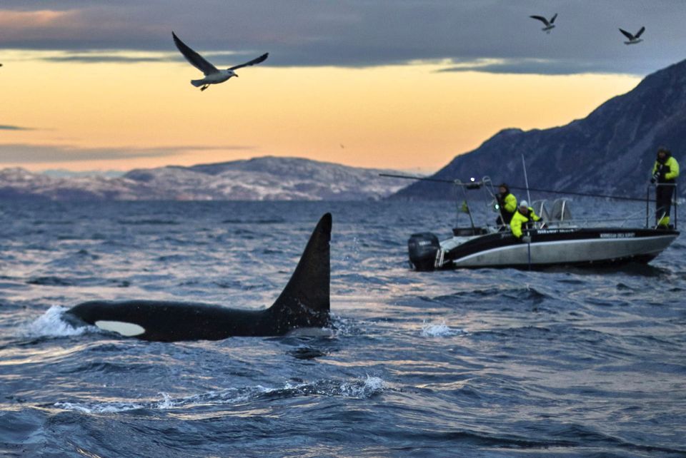 baleines en norvege tromso