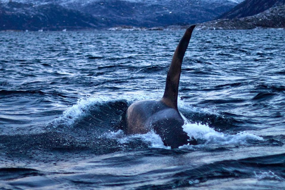 baleines en norvege tromso